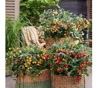 Suttons Seeds Dobies Tomato Tiny Temptations Mixed Recipe 1 Seed Packet