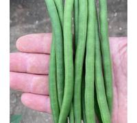 Suttons Seeds Dwarf French Bean Phaseolus Vulgaris Quartz 1 Packet