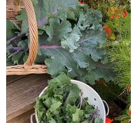 Suttons Seeds Kale Brassica Oleracea Var Acephala Cottagers Kale 1 Packet