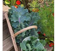 Suttons Seeds Kale Brassica Oleracea Var Acephala Cottagers Kale 1 Packet