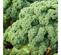 Suttons Seeds Kale F1 Reflex 1 X Seed Packet Grow Your Own