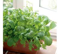 Suttons Seeds Leaf Salad Spicy Oriental Mix 1 Seed Packet