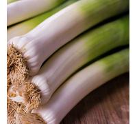 Suttons Seeds Leek Jolant Seed Packet