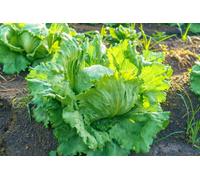 Suttons Seeds Lettuce Webbs Wonderful 1 Packet