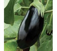 Suttons Seeds Organic Aubergine Black Beauty 1 Packet