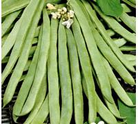 Suttons Seeds Organic Bean Runner White Emergo 1 X Packet