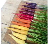 Suttons Seeds Organic Carrot Rainbow Mix 1 Packet