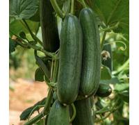 Suttons Seeds Organic Cucumber Marketmore 1 Packet