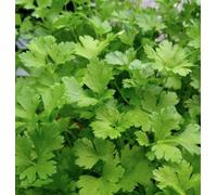 Suttons Seeds Organic Herb Parsley Italian Giant 1 Packet