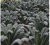 Suttons Seeds Organic Kale Black Of Toscana 1 Packet