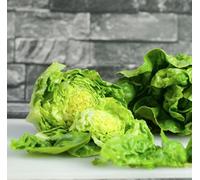 Suttons Seeds Organic Lettuce Little Gem Delight 1 Packet