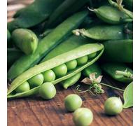 Suttons Seeds Pea Early Onward 1 Packet Grow Your Own Veg