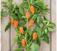 Suttons Seeds Pepper Capsicum Annuum Hamik 1 X Seed Packet