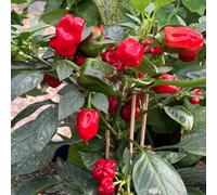 Suttons Seeds Pepper (Chilli) Hot Pot Seed Packet