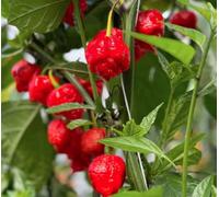 Suttons Seeds Pepper (Chilli) Ragamuffin F1 (Suttons M/o)