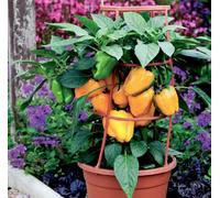 Suttons Seeds Pepper (Sweet) Liberty Belle F1 1 Packet
