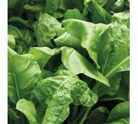 Suttons Seeds Spinach Perpetual Seeds 1 X Seed Packet