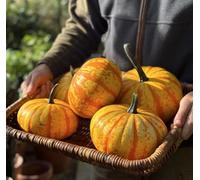 Suttons Seeds Squash Blaze F1 Seed Packet Grow Your Own Veg