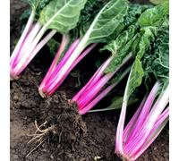 Suttons Seeds Swiss Chard Peppermint 1 Packet Seeds