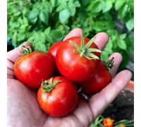 Suttons Seeds Tomato Bloody Butcher 1 X Seed Packet