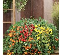 Suttons Seeds Tomato Donna Trio F1 1 Seed Packet Grow Your Own Veg Fruit