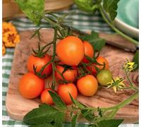 Suttons Seeds Tomato Merrygold F1 1 Packet Grow Your Own