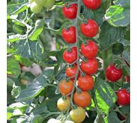 Suttons Seeds Tomato Toddler F1 1 Seed Packet Grow Your Own Veg