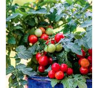 Suttons Seeds Tomato Veranda Red F1 1 Packet