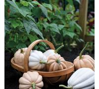 Suttons Seeds Winter Squash Mashed & Baked Potato 1 Packet