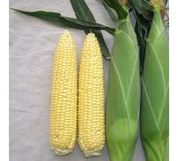 Suttons Sweetcorn Mirai Gold F1 9cm Pot x 3 Multisown