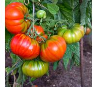 Suttons Tomato Heirloom Beefsteak Marmande 9cm Pot x 3