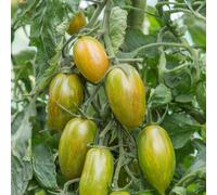 Suttons Tomato Heirloom Cherry Lucky Tiger 9cm Pot x 3
