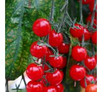 Suttons Tomato Sweetest Duo x 6 Postiplugs