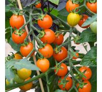 Suttons Tomato Tiny Temptations Orange 9cm Pot x 3