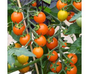 Suttons Tomato Tiny Temptations Orange 9cm Pot x 3