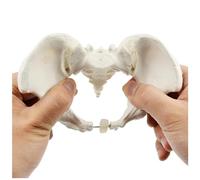 SUZLAZYR Mini Female Pelvis Model, Flexible Female Anatomy Model, Hip Bone Pelvic Anatomical Model, Educational Tool for Midwife, Nursing School Student