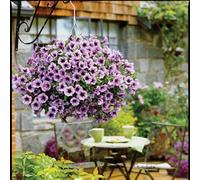 SVI 20 seeds/pack Hanging petunia flower seeds imported heat- resistant seed rain light waves