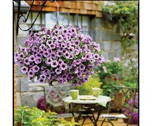 SVI 20 seeds/pack Hanging petunia flower seeds imported heat- resistant seed rain light waves
