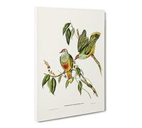 Swainson'S Fruit Pigeon Birds By Elizabeth Gould Canvas Print | Gallery Wrapped 30mm Frame Wall Art | 30x20 inches | Ready to Hang | Retro Still Life Picture | Living Room Bedroom Lounge Office