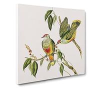 Swainson's Fruit Pigeons Bird by Elizabeth Gould Canvas Print | Gallery Wrapped 30mm Frame Wall Art | 20x20 inches | Ready to Hang | Retro Animals Picture | Living Room Bedroom Lounge Office