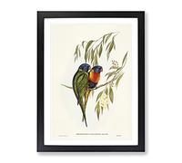 Swainson'S Lorikeet Birds By Elizabeth Gould Vintage Framed Print | A3 Black Framed Wall Art | Ready to Hang | Classic Nature Picture | Living Room Bedroom Lounge Office