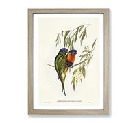 Swainson'S Lorikeet Birds By Elizabeth Gould Vintage Framed Wall Art Print, Ready to Hang Picture for Living Room Bedroom Home Office Décor, Oak A4 (34 x 25 cm)