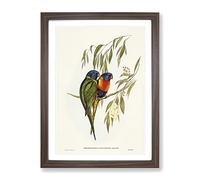 Swainson'S Lorikeet Birds By Elizabeth Gould Vintage Framed Wall Art Print, Ready to Hang Picture for Living Room Bedroom Home Office Décor, Walnut A2 (64 x 46 cm)
