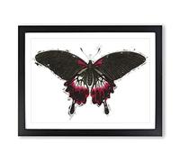 Swallow Tailed Butterfly By George Shaw Modern Framed Print | A4 Black Framed Wall Art | Ready to Hang | Modern Animal Picture | Living Room Bedroom Lounge Office