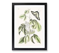 Swallowtail Butterfly by Mark Catesby Framed Print | A2 Black Framed Wall Art | Ready to Hang | Modern Animal Picture | Living Room Bedroom Lounge Office