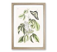 Swallowtail Butterfly by Mark Catesby Framed Print | A2 Oak Framed Wall Art | Ready to Hang | Modern Animal Picture | Living Room Bedroom Lounge Office