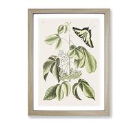 Swallowtail Butterfly By Mark Catesby Vintage Framed Print | A4 Oak Framed Wall Art | Ready to Hang | Classic Animal Picture | Living Room Bedroom Lounge Office