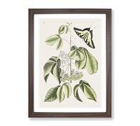 Swallowtail Butterfly By Mark Catesby Vintage Framed Print | A4 Walnut Framed Wall Art | Ready to Hang | Classic Animal Picture | Living Room Bedroom Lounge Office