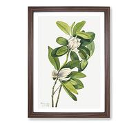 Swamp Magnolia by Mary Vaux Walcott Framed Print | A2 Walnut Framed Wall Art | Ready to Hang | Modern Floral Picture | Living Room Bedroom Lounge Office