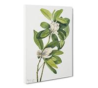 Swamp Magnolia Flowers By Mary Vaux Walcott Canvas Print | Gallery Wrapped 30mm Frame Wall Art | 30x20 inches | Ready to Hang | Retro Floral Picture | Living Room Bedroom Lounge Office